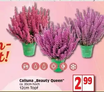 Edeka Calluna ,,Beauty Queen'' Angebot