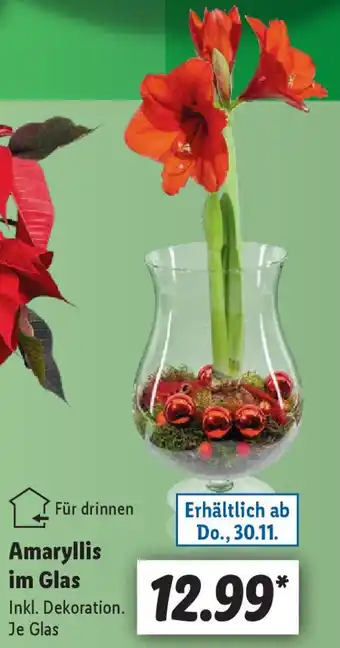 Lidl Amaryllis im Glas Angebot