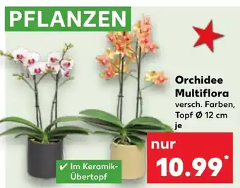 Kaufland Orchidee Multiflora Ø 12 cm Angebot