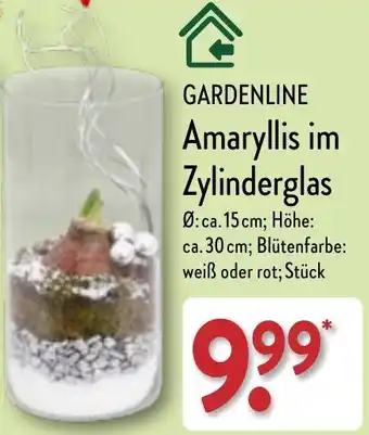 Aldi Nord GARDENLINE Amaryllis im Zylinderglas Angebot