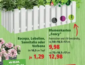 Thomas Philipps Blumenkasten Fency oder Bacopa, Lobelien, Sanvitalia oder Verbena Angebot