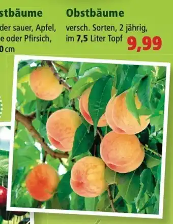 Thomas Philipps Obstbäume Angebot