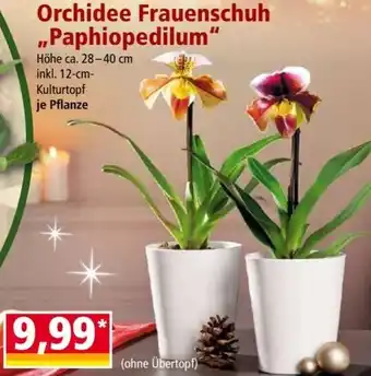 Norma Orchidee Frauenschuh ,,Paphiopedilum” Angebot