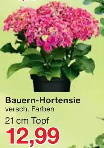 Jawoll Bauern Hortensie Angebot