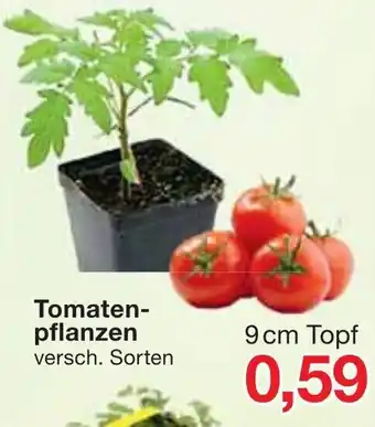 Jawoll Tomatenpflanzen Angebot