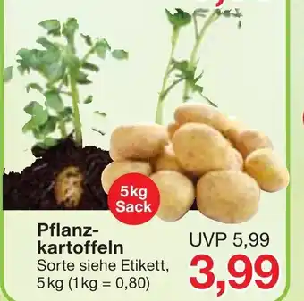 Jawoll Pflanzkartoffeln 5kg Angebot