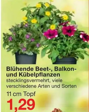 Jawoll Blühende Beet, Balkon und Kübelpflanzen Angebot