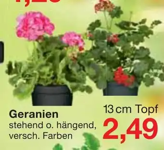 Jawoll Geranien Angebot