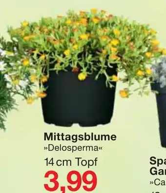 Jawoll Mittagsblume Angebot