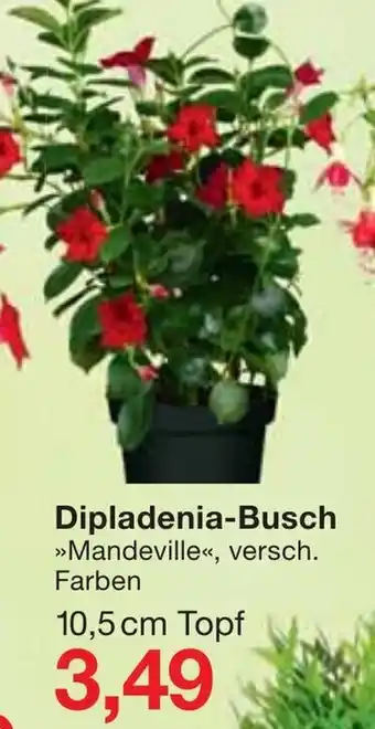 Jawoll Dipladenia Busch Angebot