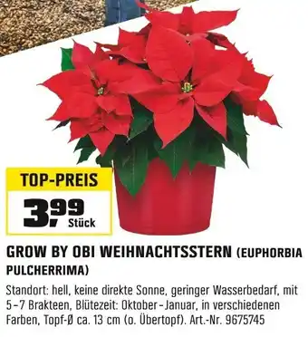 OBI GROW BY OBI WEIHNACHTSSTERN (EUPHORBIA PULCHERRIMA) Angebot