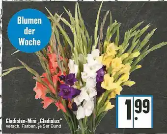 E-Center Gladiolen-mini „gladiolus” Versch. Farben Angebot