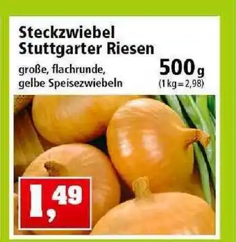 Thomas Philipps Steckzwiebel Stuttgarter Riesen Angebot