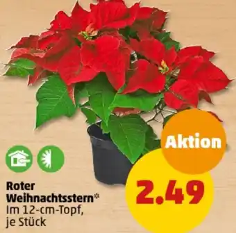 PENNY Roter Weihnachtsstern Angebot