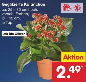 Netto Marken-Discount Geglitzerte Kalanchoe Angebot