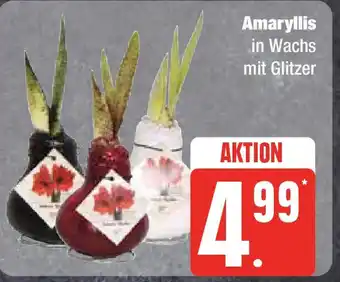 Edeka Amaryllis in Wachs mit Glitzer Angebot