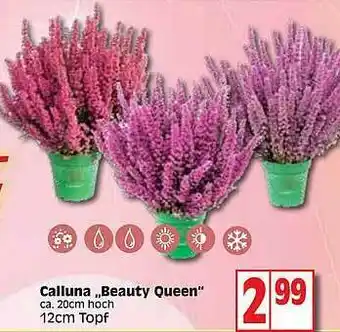 Edeka Calluna „beauty Queen” Angebot