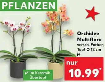 Kaufland Orchidee Multiflora Angebot