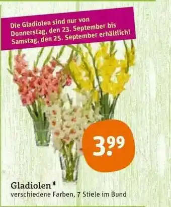 tegut Gladiolen Verschiedene Farben Angebot