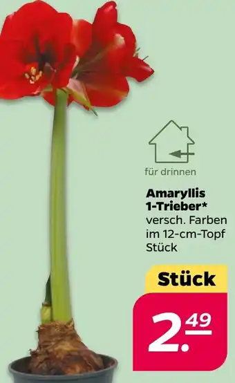 NETTO Amaryllis 1-Trieber Angebot