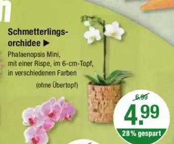 V Markt Schmetterlings-orchidee Angebot