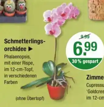 V Markt Schmetterlings-orchidee Angebot