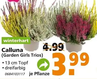 hela Calluna Garden Girls Trios Angebot