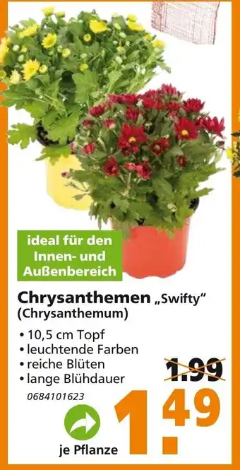 hela Chrysanthemen Swifty Angebot