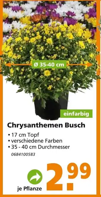 hela Chrysanthemen Busch Angebot