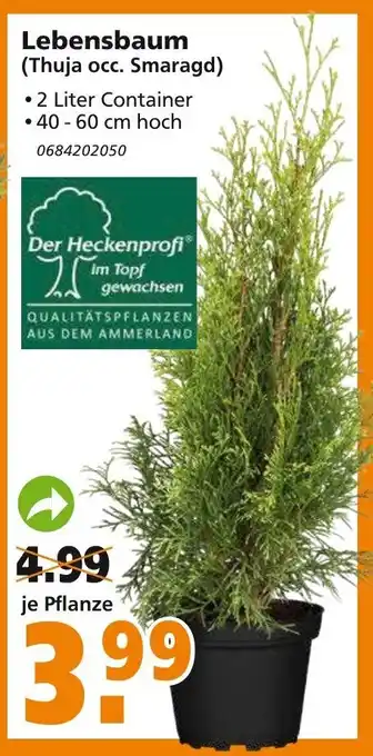 hela Lebensbaum Thuja occ. Smaragd Angebot