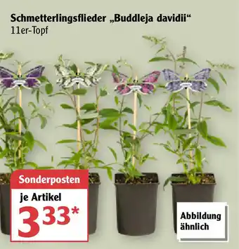 Globus Schmetterlingsflieder ,,Buddleja davidii" Angebot