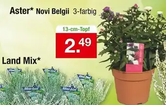 Zimmermann Aster Novi Belgii Angebot