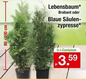 Zimmermann Lebensbaum Brabant oder Blaue Säulenzypresse Angebot