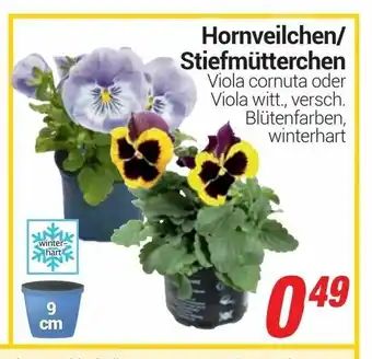 CENTERSHOP Hornveilchen oder Stiefmütterchen Angebot