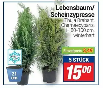 CENTERSHOP Lebensbaum oder Scheinzypresse Angebot