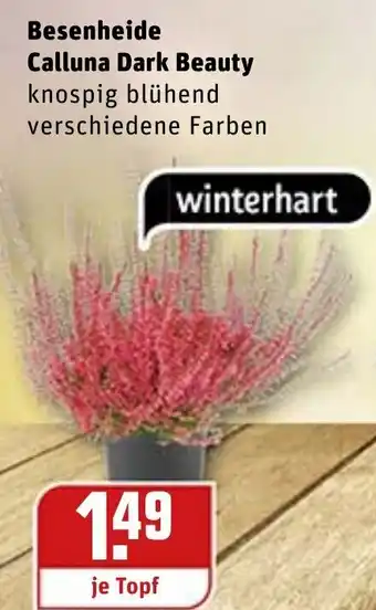 REWE Besenheide Calluna Dark Beauty Angebot