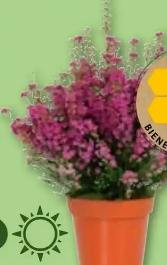 Aldi Nord Erica Gracilis Angebot