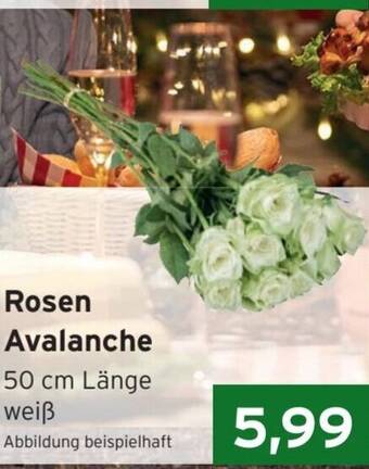 CAP Markt Rosen Avalanche 50 cm Länge Angebot
