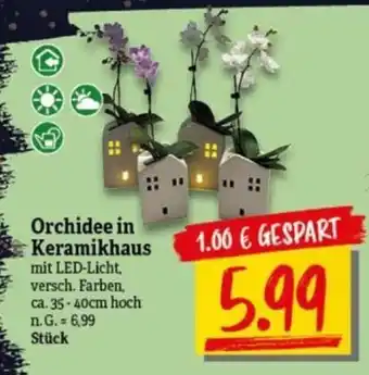 NP Discount Orchidee in Keramikhaus Angebot