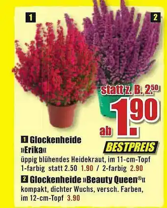 B1 Discount Baumarkt Glockenheide Erika, Glockenheide Beauty Queen Angebot