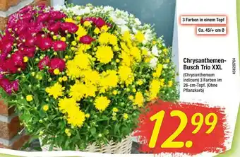 Floraland Chrysanthemen-busch Trio Xxl Angebot