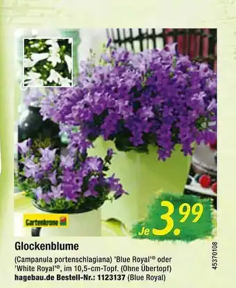 Floraland Glockenblume Angebot