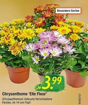 Floraland Chrysantheme 'elle Fleur' Angebot