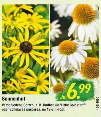 Floraland Sonnenhut Verschiedene Sorten Angebot