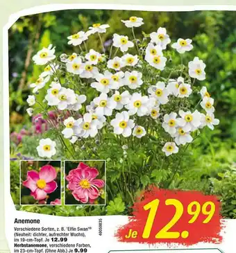 Floraland Anemone Verschiedene Sorten Angebot