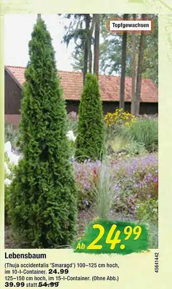 Floraland Lebensbaum Angebot