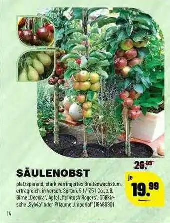 Leitermann Baumarkt Säulenobst Angebot