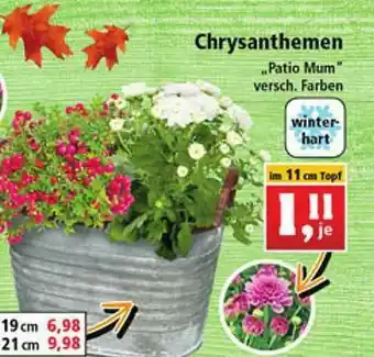 Thomas Philipps Chrysanthemen „patio Mum” Angebot