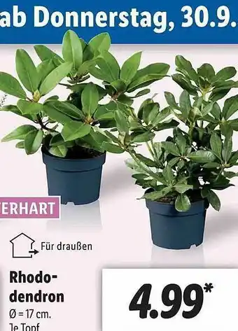 Lidl Rhododendron Angebot