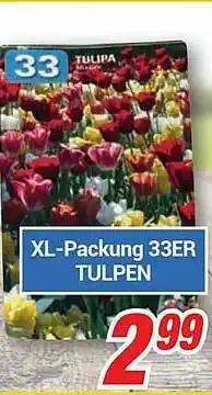 CENTERSHOP Tulpen Angebot